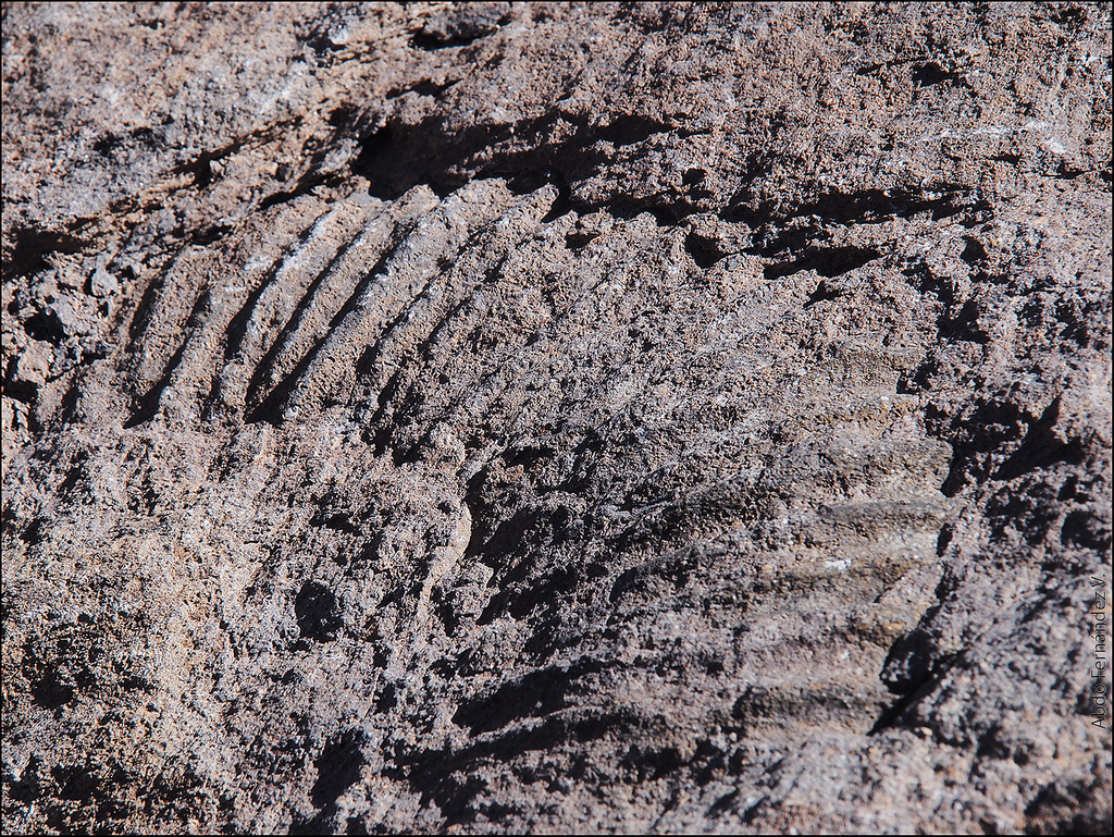 Fósil en el valle del Arenas, en el sector de la laguna de Rubillas, diedro del Mai. Juan Cristóbal Hurtado