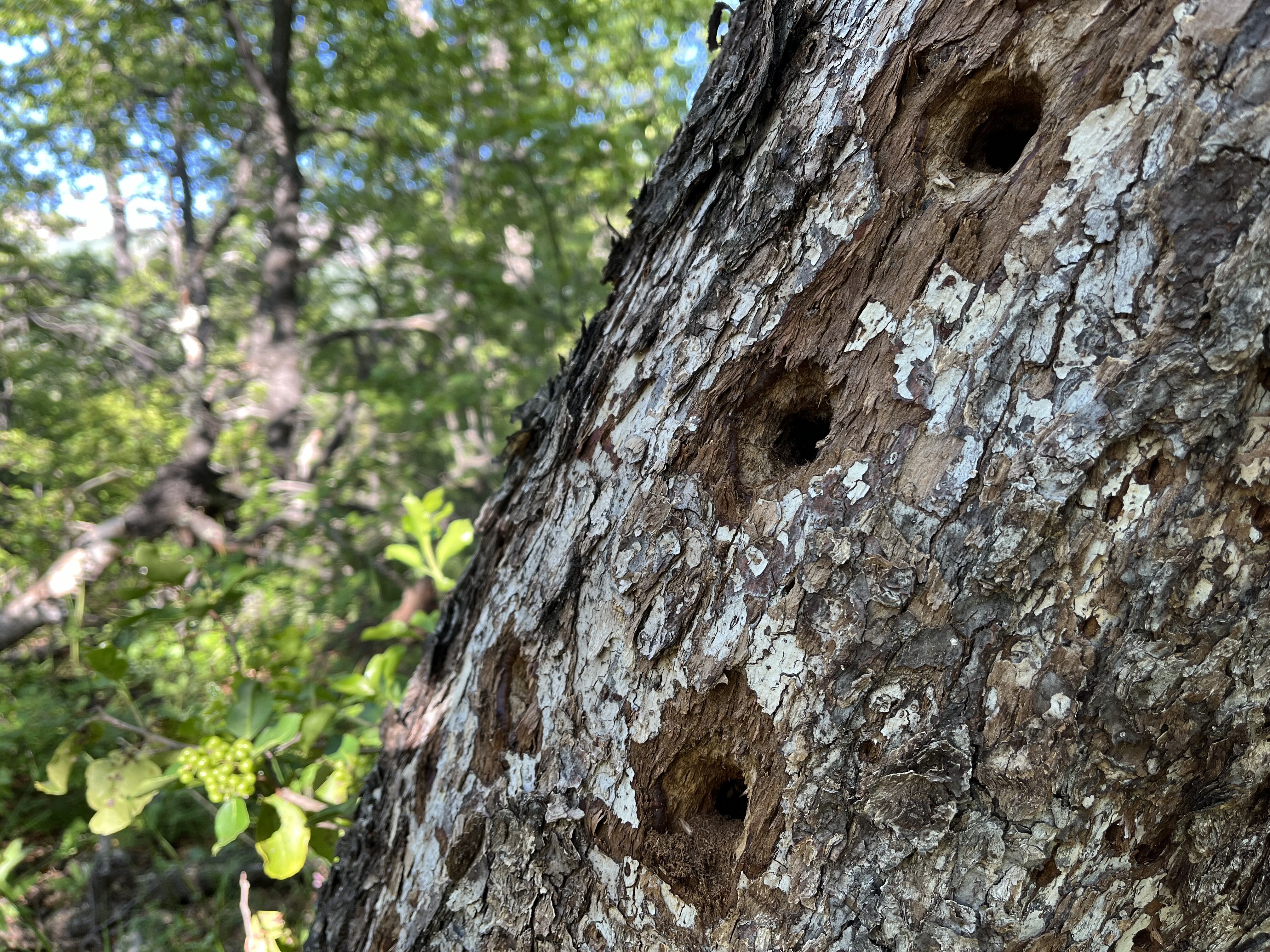 Mirador de Victorino