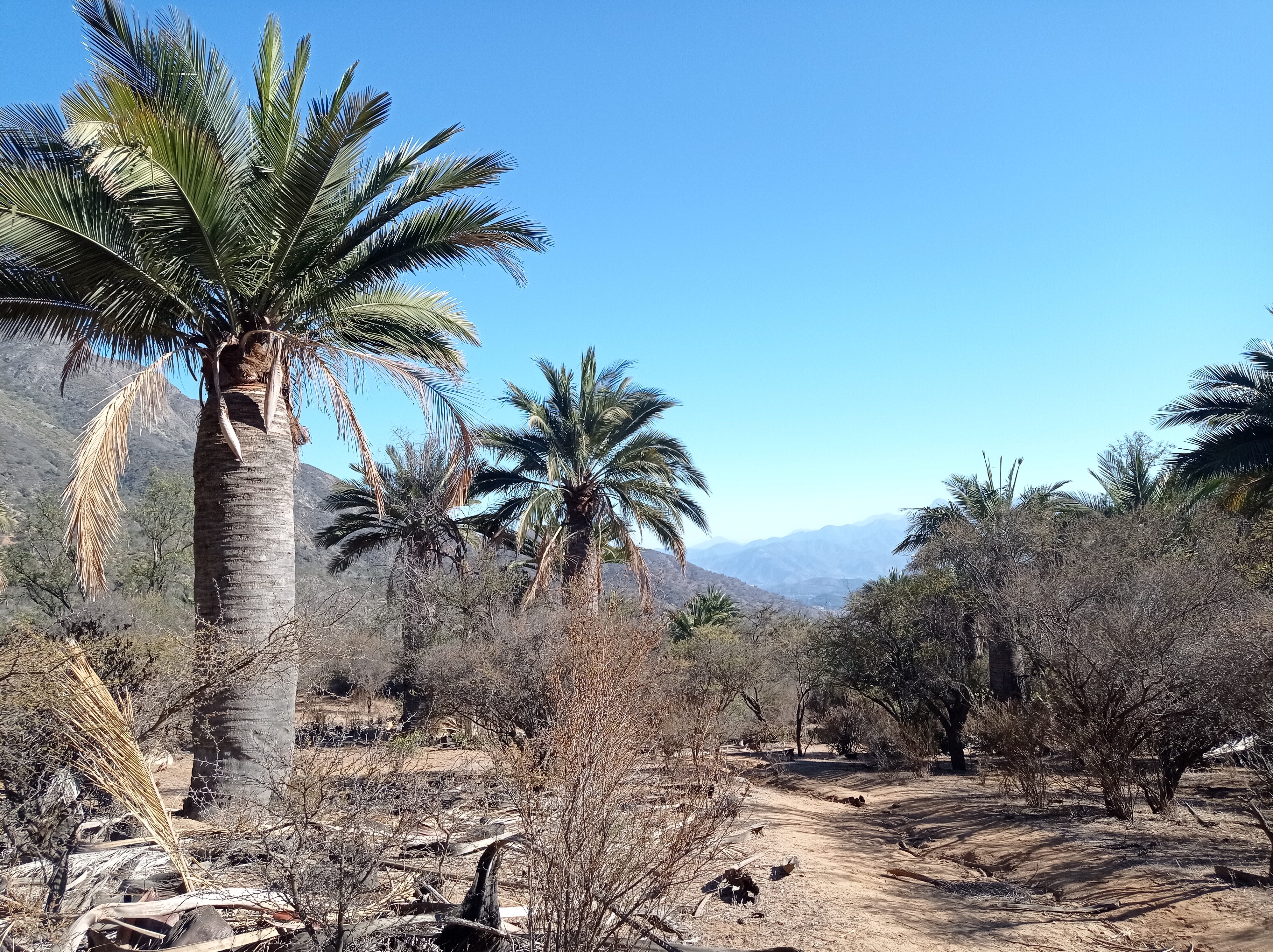 Sendero Amasijo-Portezuelo Ocoa