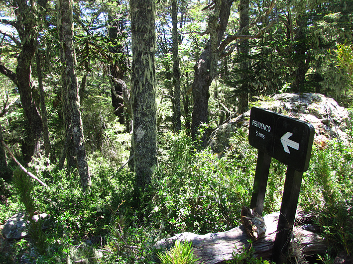 Parque Nacional Nahuelbuta Piedra del Águila Andeshandbook