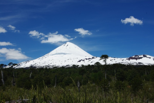 Llaima desde bosque de araucarias