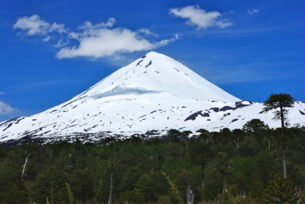 Llaima desde bosque de araucarias 2