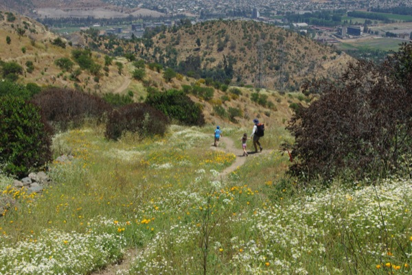 Campo Florido