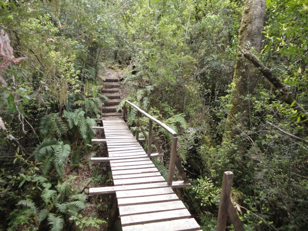 Puente fin bosque