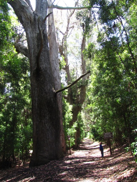 Eucalipto gigante