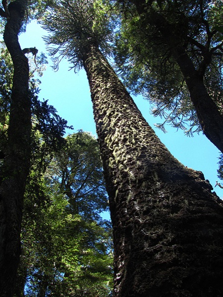 Bosque de araucarias