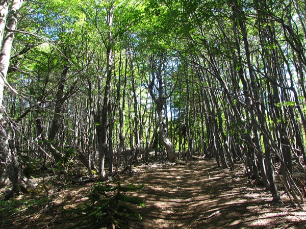 En el bosque