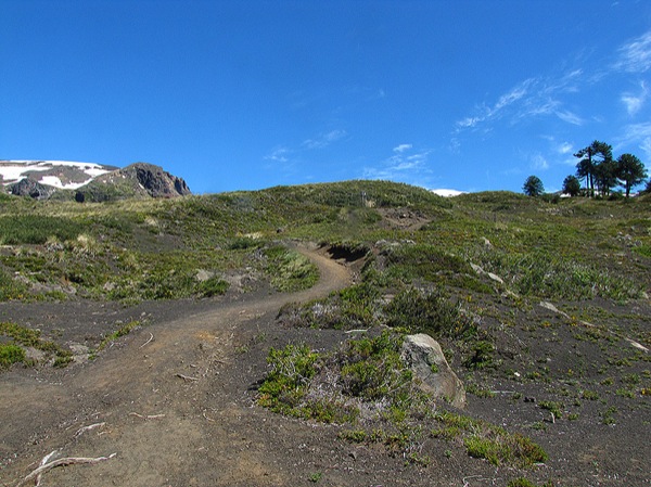 Afuera del bosque