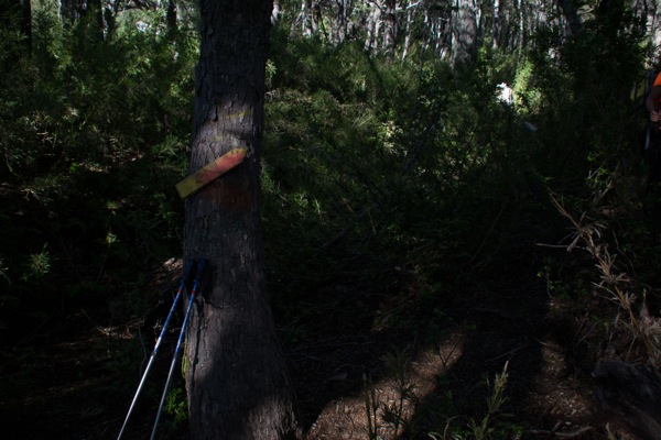 Sendero en tramo bosque