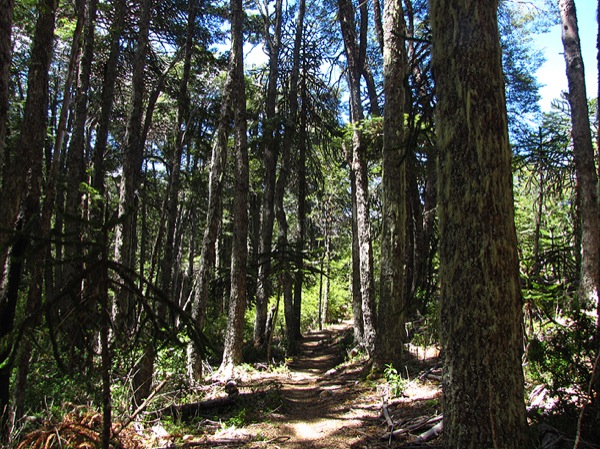 Sendero de bajada