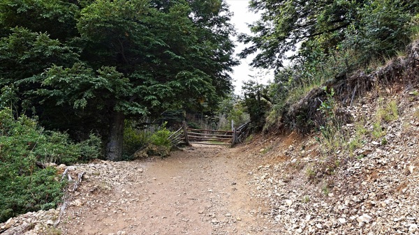 Wooden gate