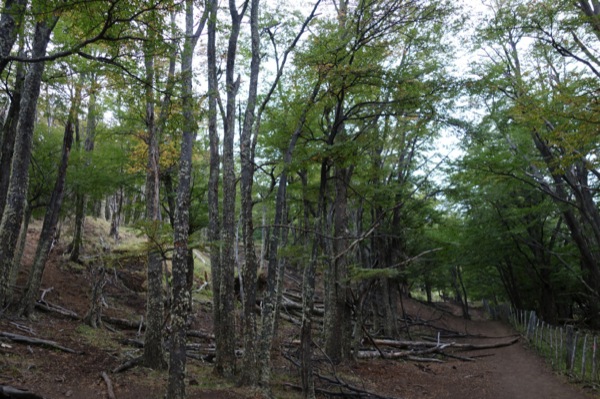 Bosque de lengas