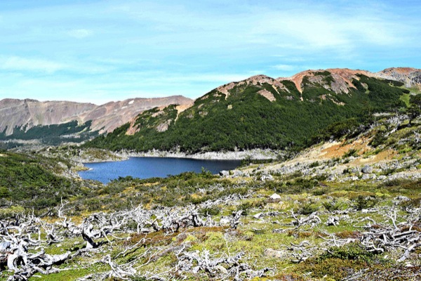 Ascenso hacia el bosque