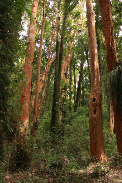 Sendero Arrayanes