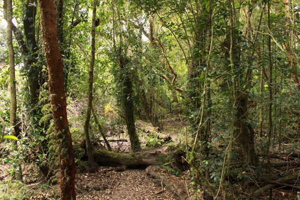 Sendero a Río Anai