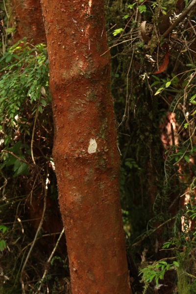 Marcas del sendero