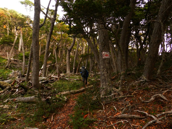 Bosque entre truba.