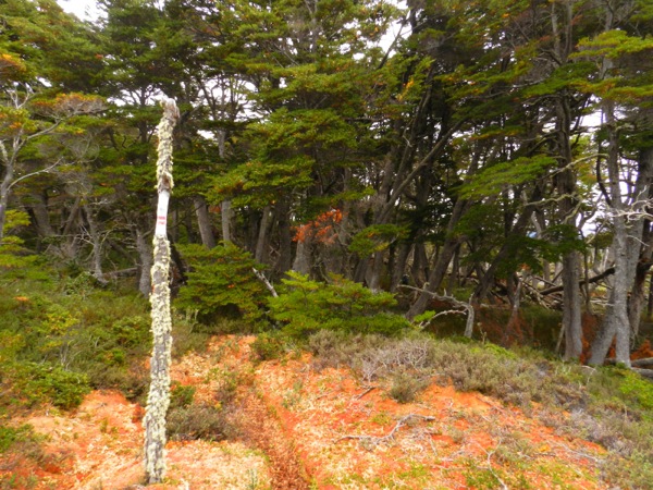 Inicio Bosque Coigues