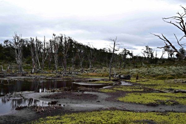 Laguna desde donde se debe entrar al bosque