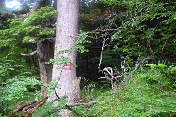 Marcas en los árboles en el último bosque