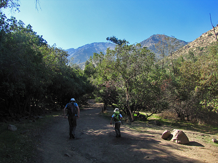 Entrando al bosque