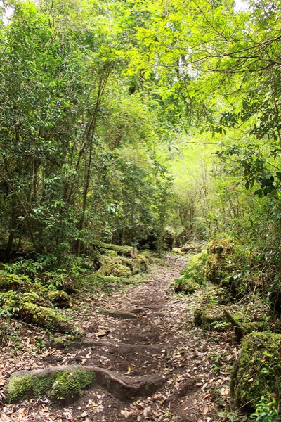 Sendero bosque