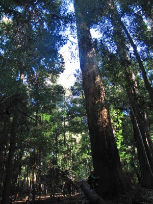 Árbol gigante