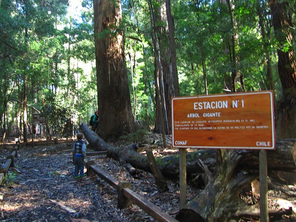 Árbol gigante