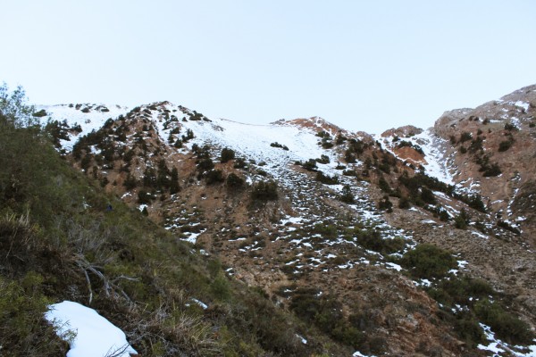 Bosque de ciprés cordillerano