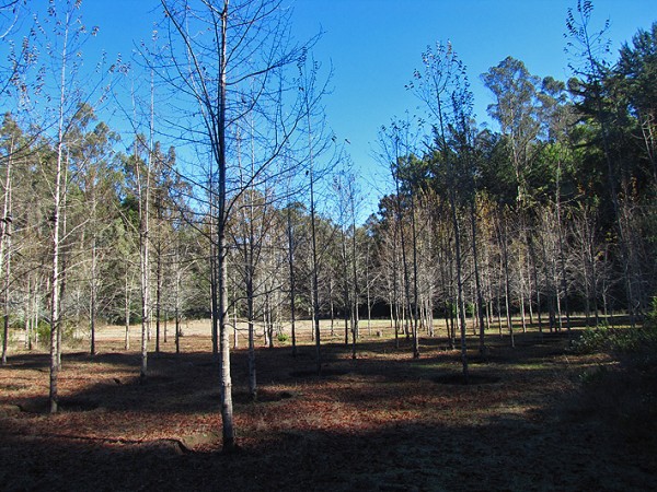 Bosque de ruiles