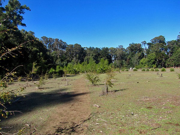 Bosque de palmas