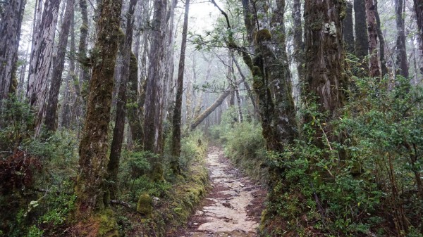 Bosque Renovales de alerce