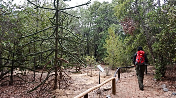 Arboretum Arboretum