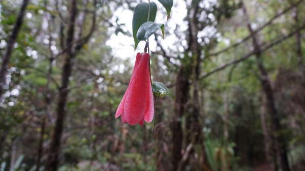 Copihue