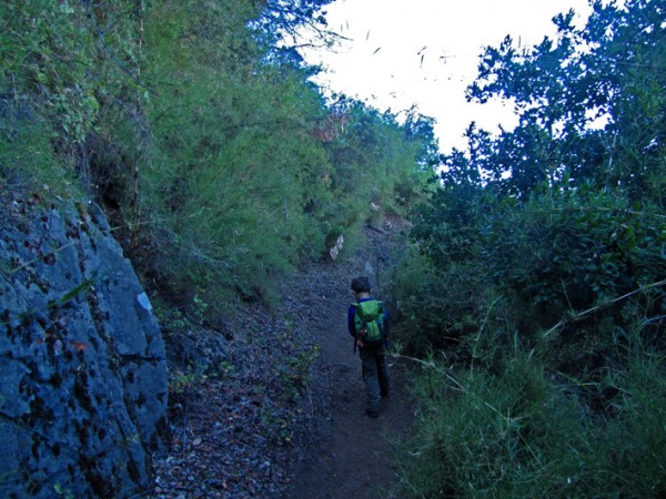 Sendero por el bosque