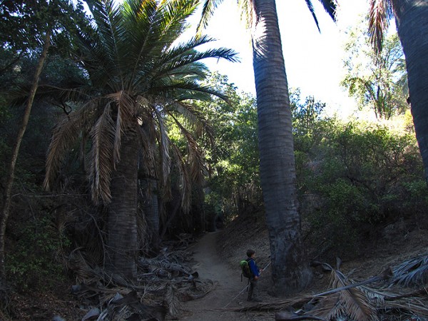 Sendero a la cascada