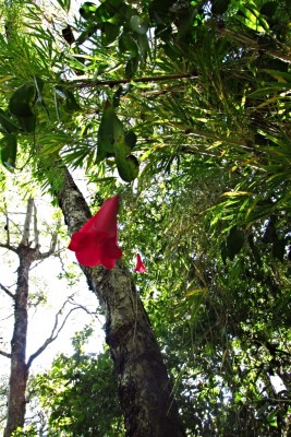 Lapageria rosea