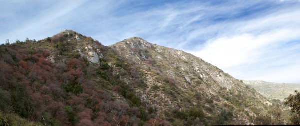 Slopes covered in Chilean acorn trees