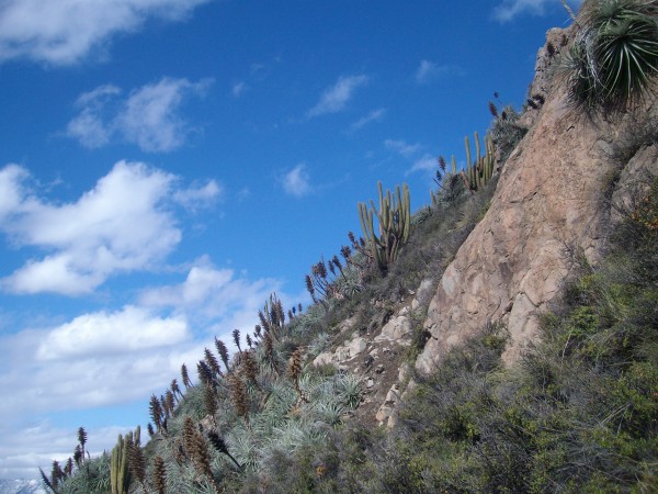 Vegetación y Rocas Ruta Directa