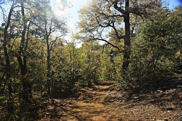 Bosque maulino