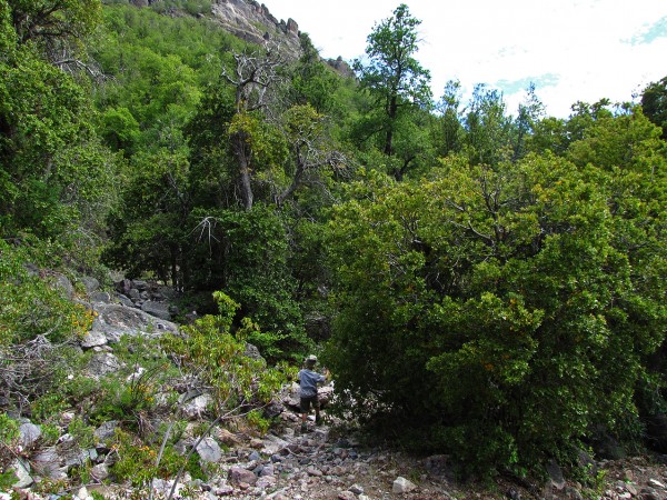 Entrando al bosque de roble