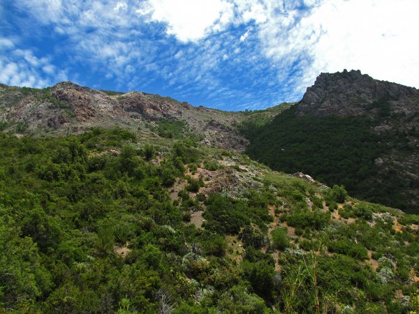 Vista hacia el bosque de roble