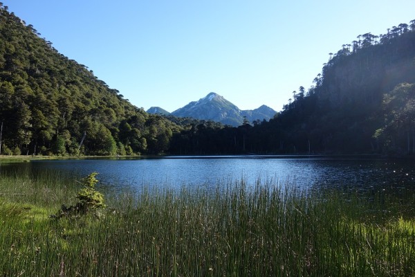 Laguna Pehuén