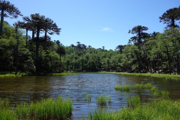 Laguna Los Patos