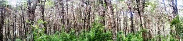 Panorámica bosques