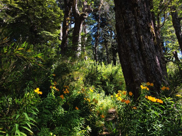 Bosque nativo II