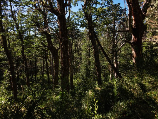 Bosque Nativo