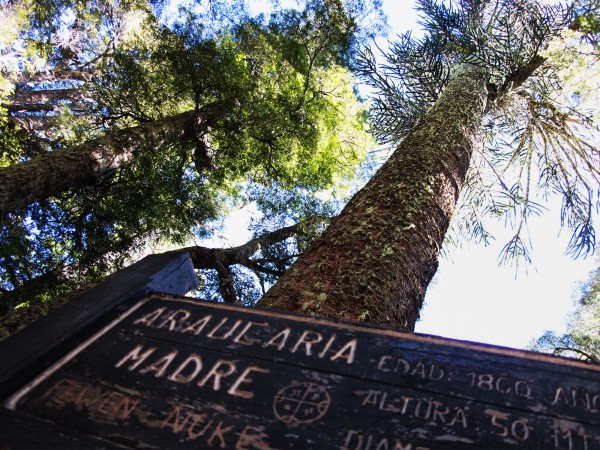 Araucaria Madre