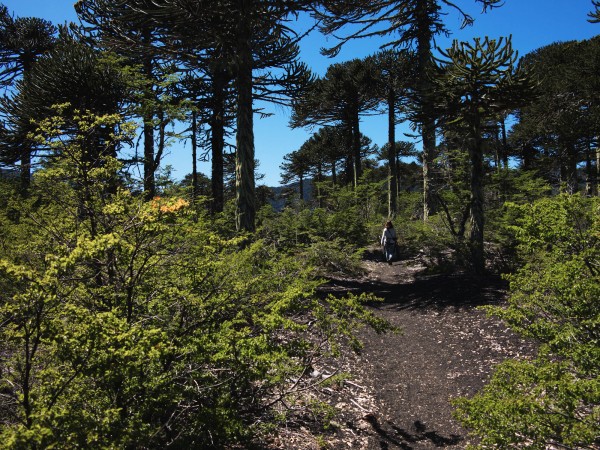 Bosque inicial