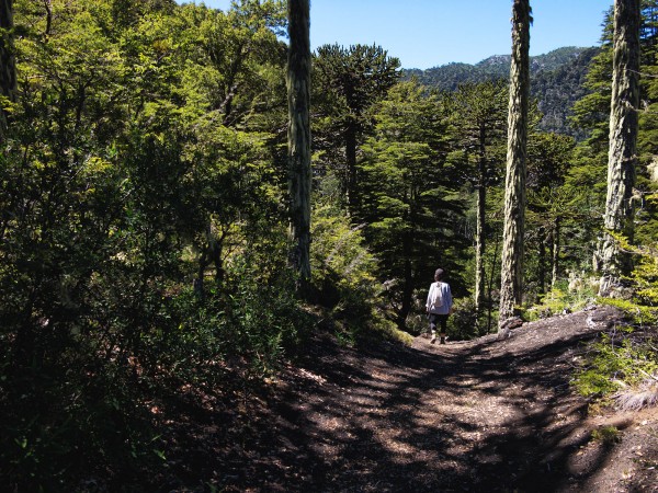 Bosque de Coihue